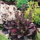 KIMIZA - 40+ SALVIA PURPLE VOLCANO FLOWER SEEDS PERENNIAL /, DROUGHT TOLERANT SAGE