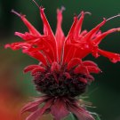KIMIZA - 25+ RED RUBY MONARDA DIDYMA BEE BALM PERENNIAL FLOWER SEEDS / DEER RESISTANT / SCENTED