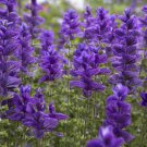 KIMIZA - 40+ SALVIA VIRIDIS BLUE MONDAY FLOWER SEEDS / PERENNIAL / DEER & DROUGHT TOLERANT / SAGE