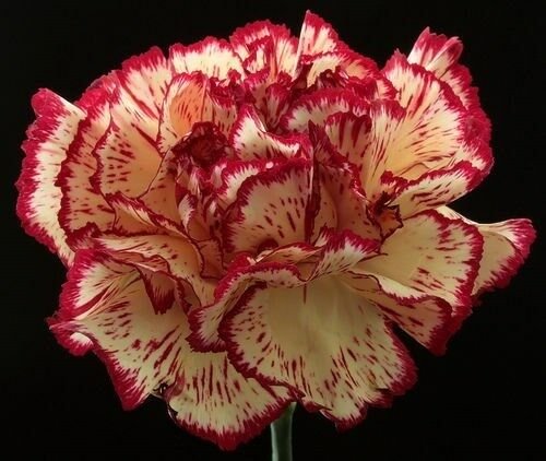 KIMIZA - 30+ RED AND WHITE CARNATION CHABAUD PICOTEE FLOWER SEEDS / PERENNIAL /GREAT GIFT