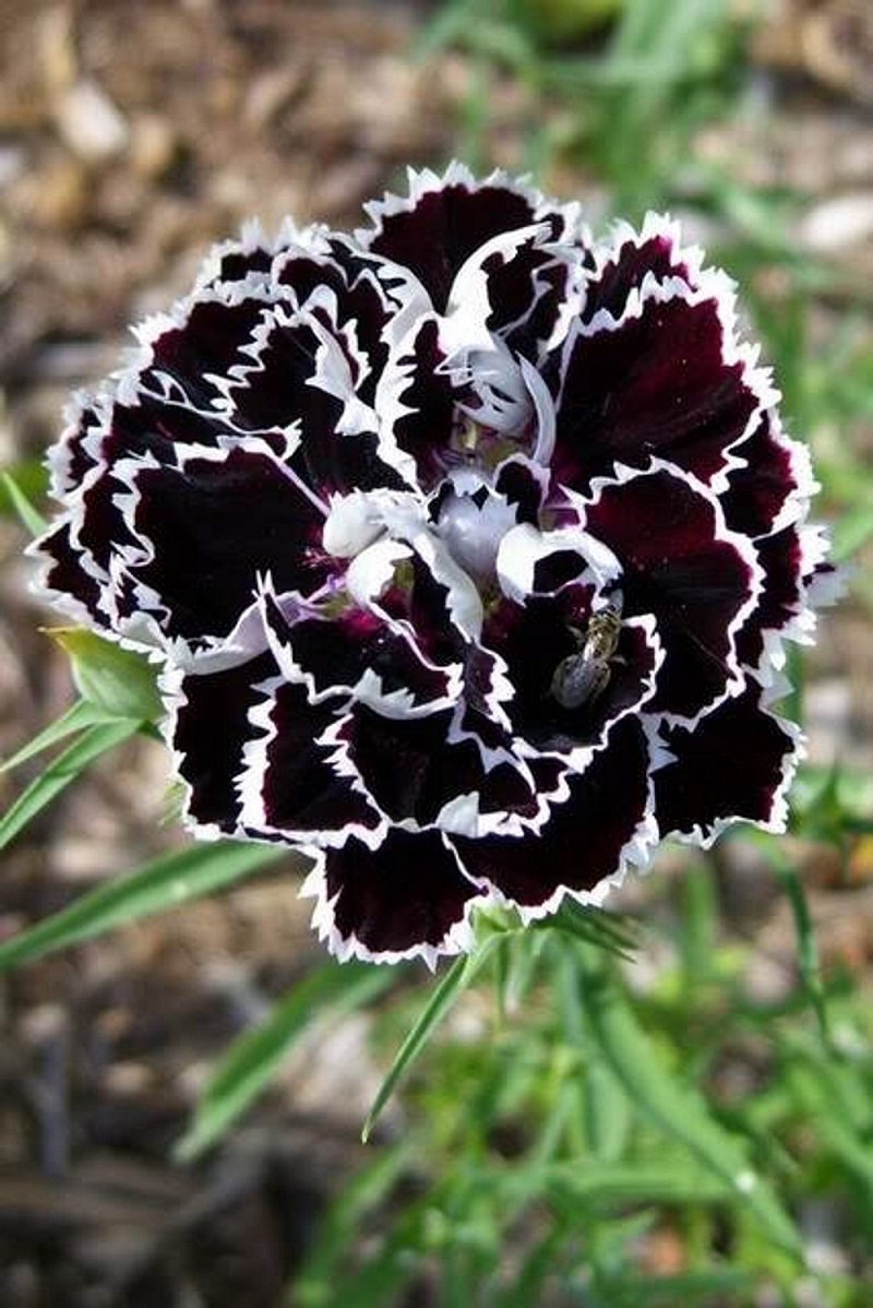 KIMIZA - 30+ BLACK / WHITE CARNATION FLOWER SEEDS / PERENNIAL