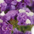 KIMIZA - 50+ LAVENDER STATICE FLOWER SEEDS / LONG LASTING ANNUAL / GREAT GIFT