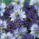 KIMIZA - 50+ NIGELLA LOVE IN THE MIST MIX FLOWER SEEDS / LONG LASTING RESEEDING ANNUAL