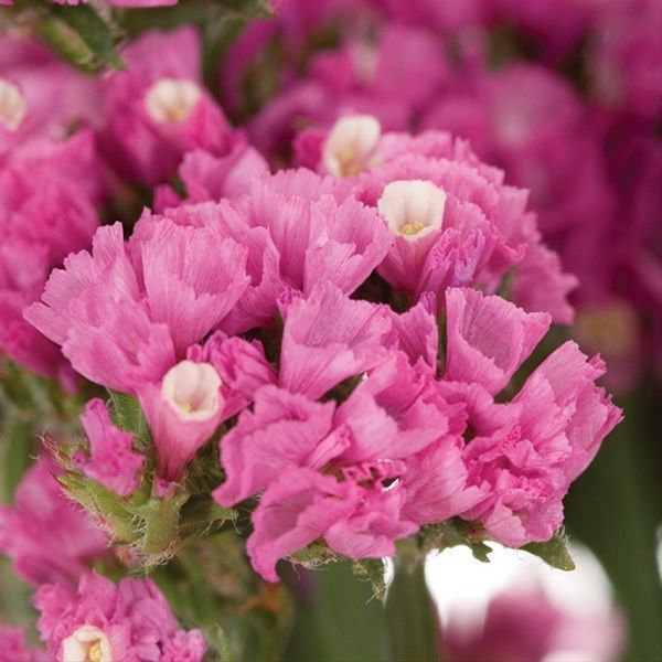 KIMIZA - 50+ PINK STATICE FLOWER SEEDS / LONG LASTING ANNUAL / GREAT GIFT