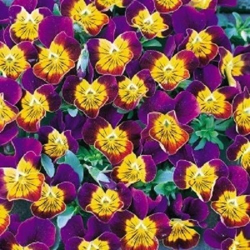 KIMIZA - NEW! 35+ BI-COLOR MINIOLA PURPLE HEART VIOLA FLOWER SEEDS / SHADE PERENNIAL