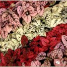 KIMIZA - 25+ HYPOESTES POLKA DOT PLANT "SPLASH" FLOWER SEEDS MIX / SHADE LOVING ANNUAL