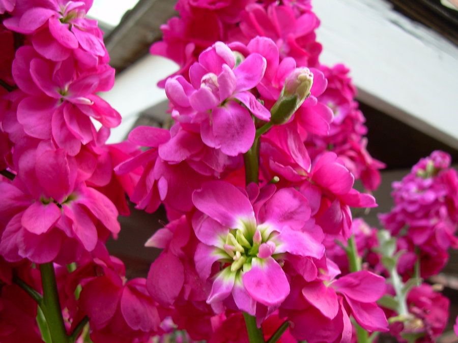 KIMIZA - 40+ EVENING SCENTED STOCK ROSE COLOR FLOWER SEEDS FRAGRANT, LONG LASTING ANNUAL