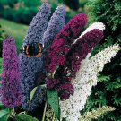 KIMIZA - NEW! 25+ BUDDLEIA BUTTERFLY BUSH FLOWER SEEDS MIX / FRAGRANT PERENNIAL