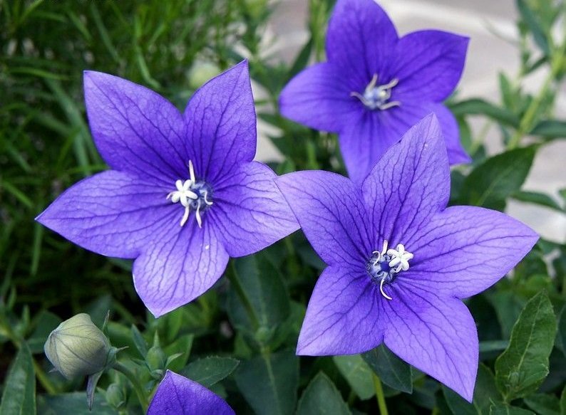 KIMIZA - 40+ BLUE PLATYCODON BALLOON FLOWER SEEDS / PERENNIAL
