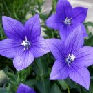 KIMIZA - 40+ BLUE PLATYCODON BALLOON FLOWER SEEDS / PERENNIAL