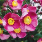 KIMIZA - 40+ ANEMONE PRETTY LADY DIANA PINK PERENNIAL FLOWER SEEDS LONG LASTING BLOOMS