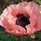 KIMIZA - 35+ PAPAVER ORIENTALE PRINCESS VICTORIA LOUISE POPPY FLOWER SEEDS / PERENNIAL