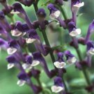 KIMIZA - 25+ SKULLCAP SCUTELLARIA PERENNIAL FLOWER SEEDS / HERB