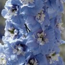KIMIZA - 25+ MAGIC FOUNTAINS SKY BLUE W/ WHITE BEE DELPHINIUM FLOWER SEEDS / PERENNIAL