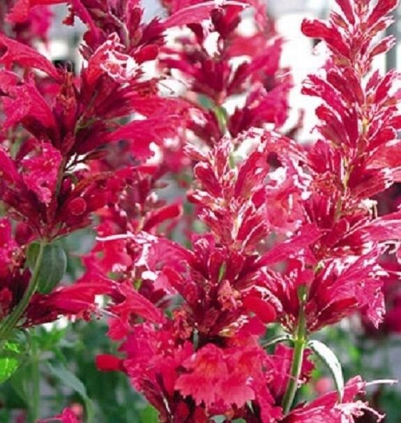 KIMIZA - 50+ AGASTACHE RED HEATHER QUEEN FLOWER SEEDS / PERENNIAL / LONG LASTING