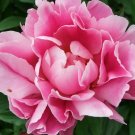 KIMIZA - 50+ PINK PEONY SELF-SEEDING ANNUAL FLOWER SEEDS