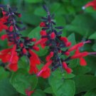 KIMIZA - 40+ HUMMINGBIRD FOREST FIRE SALVIA FLOWER SEEDS PERENNIAL DROUGHT TOLERANT SAGE