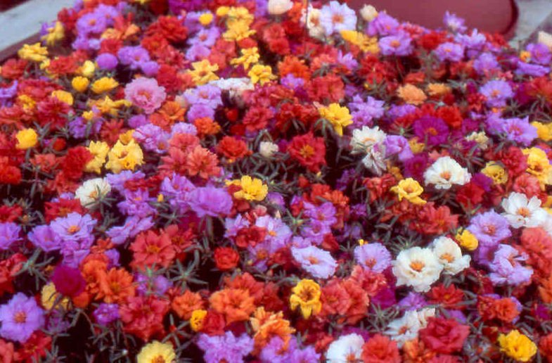 KIMIZA - 75+ MOSS ROSE SUNDIAL MIX PORTULACA ANNUAL SUCCULENT GROUNDCOVER FLOWER SEEDS