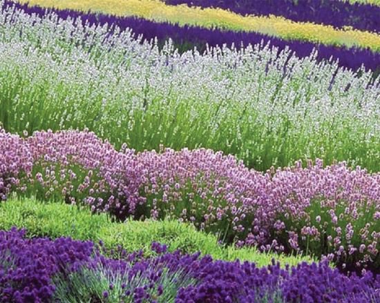 KIMIZA - MOST FRAGRANT! 30+ WHITE, RED & PURPLE LAVENDER MIX FLOWER SEEDS / PERENNIAL