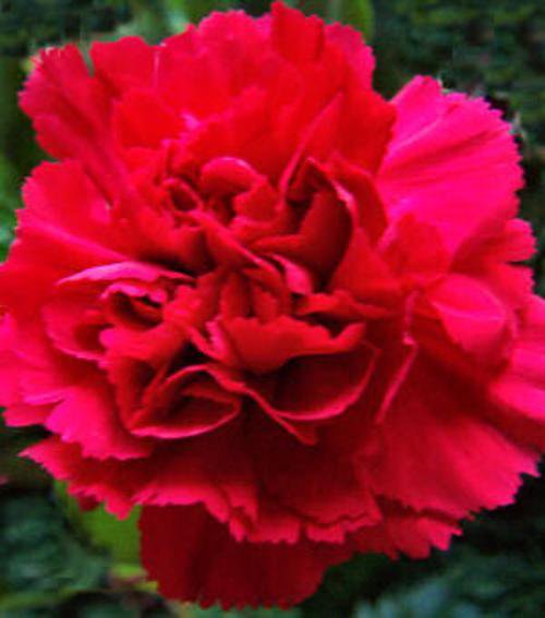KIMIZA - NEW! 30+ SCARLET RED CARNATION FLOWER SEEDS / PERENNIAL