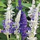 KIMIZA - 40+ SALVIA SEASCAPE FLOWER SEED MIX / PERENNIAL / DROUGHT & DEER TOLERANT