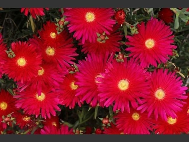 KIMIZA - 50+ BRIGHT RED ICE PLANT FLOWER SEEDS / PERENNIAL