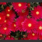 KIMIZA - 50+ BRIGHT RED ICE PLANT FLOWER SEEDS / PERENNIAL