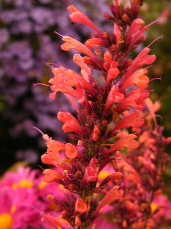 KIMIZA - 50+ ORANGE HYSSOP AGASTACHE FLOWER SEEDS PERENNIAL