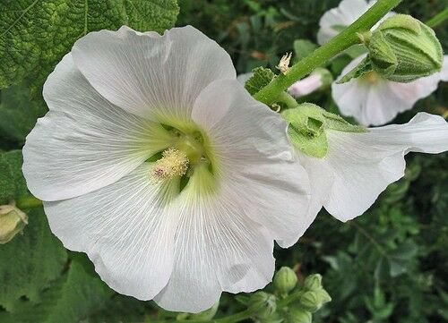 KIMIZA - GIANT PURE WHITE DANISH HOLLYHOCK FLOWER SEEDS 50+ LONG LASTING PERENNIAL