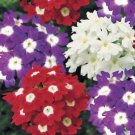 KIMIZA - 35+ VERBENA OBSESSION MIX PERENNIAL FLOWER SEEDS / DEER RESISTANT