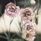 KIMIZA - 30+ RASPBERRY RIPPLE CARNATION FLOWER SEEDS / PERENNIAL / DIANTHUS