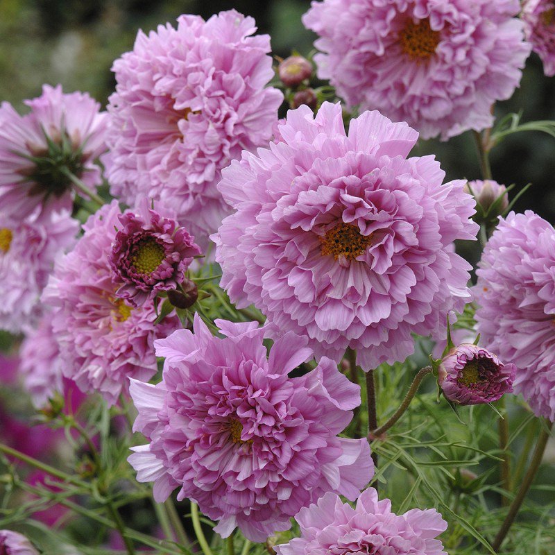 KIMIZA - 40+ COSMOS DOUBLE CLICK PINK FLOWER SEEDS / LONG LASTING ANNUAL
