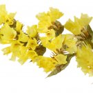 KIMIZA - 50+ YELLOW STATICE FLOWER SEEDS / LONG LASTING ANNUAL / GREAT GIFT