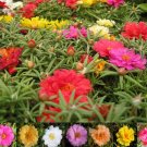 KIMIZA - 75+ MOSS ROSE MIX / PORTULACA / SUCCULENT / LONG LASTING ANNUAL FLOWER SEEDS