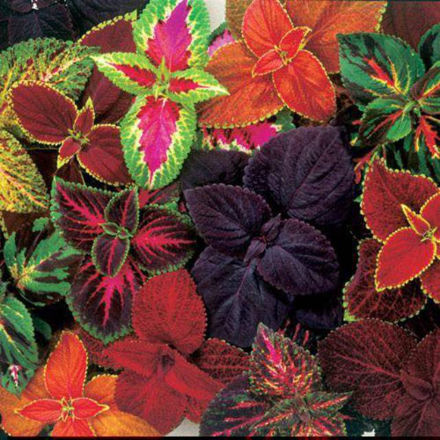 KIMIZA - 50+ COLEUS "RAINBOW MIX" SHADE LOVING FLOWER SEEDS / Long Lasting ANNUAL