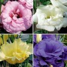 KIMIZA - 20+ LISIANTHUS FLOWER SEEDS MIX / LONG LASTING ANNUAL / GREAT CUT FLOWER , GIFT