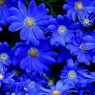 KIMIZA - NEW! 30+ FELICIA, BLUES BLUE DAISY FLOWER SEEDS / LONG LASTING ANNUAL