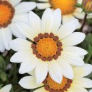KIMIZA - 30+ GAZANIA KISS WHITE FLOWER SEEDS / DROUGHT-TOLERANT / RESEEDING ANNUAL