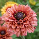 KIMIZA - NEW 30+ RUDBECKIA SAHARA FLOWER SEEDS / PERENNIAL