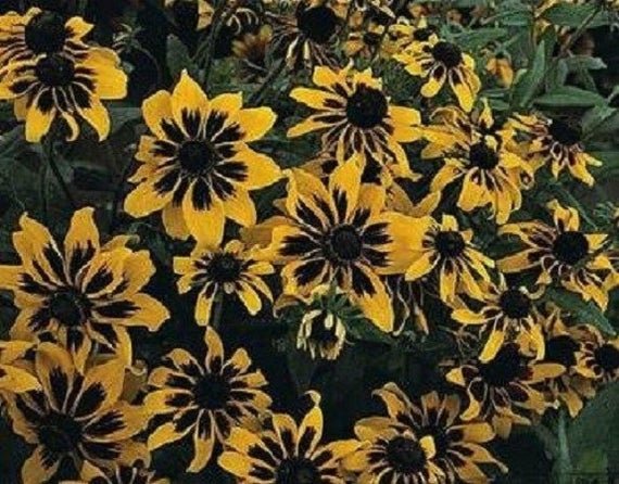 KIMIZA - NEW 30+ RUDBECKIA SOLAR ECLIPSE FLOWER SEEDS / PERENNIAL