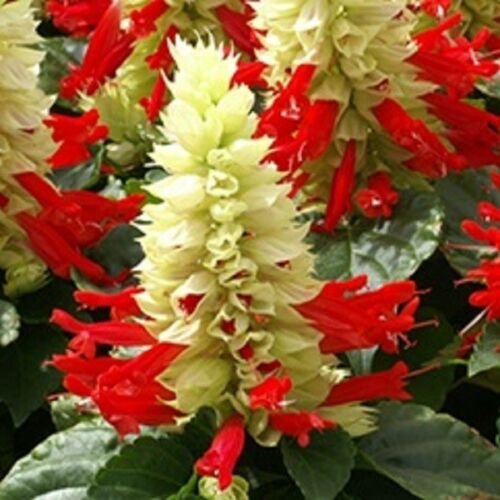 KIMIZA - 40+ REDDY WHITE SURPRISE SALVIA FLOWER SEEDS / DROUGHT TOLERANT PERENNIAL