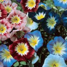 KIMIZA - 25+ ENSIGN MIX MORNING GLORY FLOWER SEEDS/ PERENNIAL / CONVOLVULUS