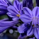 KIMIZA - 25+ AGAPANTHUS PURPLE LILY OF THE NILE FLOWER SEEDS / PERENNIAL