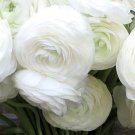 KIMIZA - 15+ WHORLED WHITE PERSIAN BUTTERCUP RANUNCULUS FLOWER SEEDS / RE-SEEDING ANNUAL