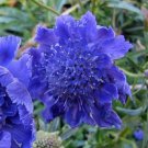 KIMIZA - 35+ DEEP BLUE PINCUSHION SCABIOSA FLOWER SEEDS / PERENNIAL