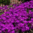 KIMIZA - 50+ DELOSPERMA PURPLE ICE PLANT FLOWER SEEDS / PERENNIAL