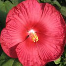 KIMIZA - 15+ RED DINNER PLATE HIBISCUS FLOWER SEEDS / HUGE 10-12 INCH BLOOMS / PERENNIAL