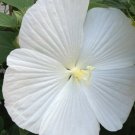 KIMIZA - 15+ WHITE DINNER PLATE HIBISCUS FLOWER SEEDS / HUGE 10-12 INCH BLOOMS / PERENNIAL