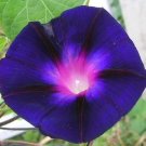 KIMIZA - 25+ GRANDPA OTT MORNING GLORY IPOMOEA FLOWER SEEDS / SELF-SEEDING ANNUAL