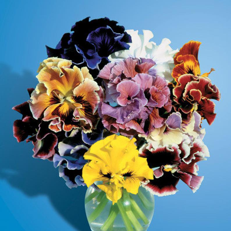 KIMIZA - NEW! 35+ PANSY FLOWER SEEDS / BOLERO FLAMENCO MIX